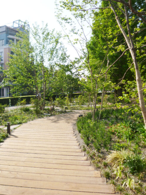 天然枕木の小道